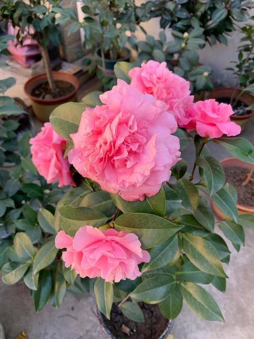 茶花品种(茶花品种欣赏)