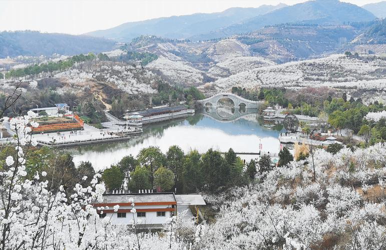 西乡县樱桃沟景区万亩樱桃花竞相绽放
