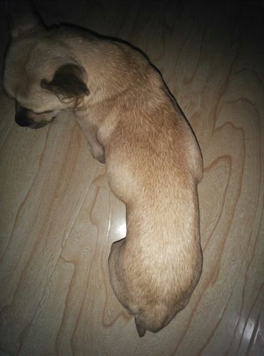 昨天发现狗狗细小了 昨天晚上很虚弱 眼睛耷拉着 鼻子也感觉被什么