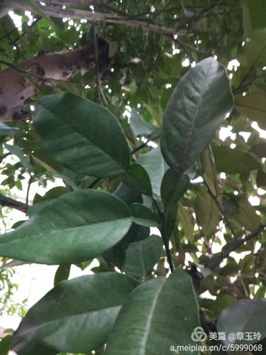 叶子是单身复叶,孩子们第一次观察到,大惊小怪告诉我,很是惊奇呢!