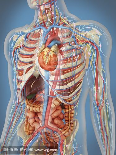 人的器官位置图_360图片