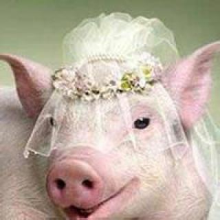 猪头像图片搞笑