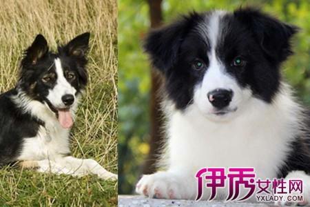【图】边境牧羊犬跟拉布拉多对比 原来选择它才是正确的