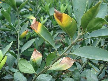 种植富川脐橙要防治哪些病虫害?