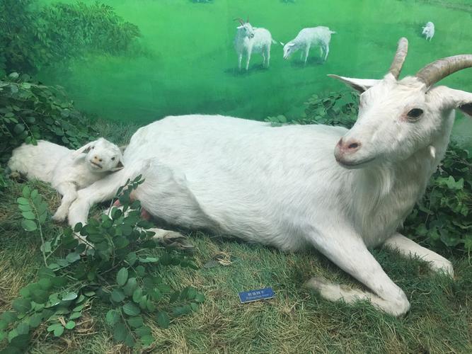 羊妈妈和羊宝宝.mother sheep and baby sheep.