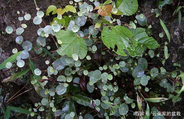 这东西,人称"穿心草",属极品中药,若有幸遇见,切勿随意采挖