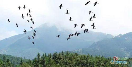 遂川千年鸟道的"全民总动员"(图)