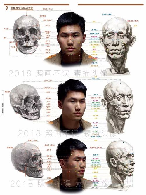 眼轮匝肌,口轮匝肌的收缩可使眼,嘴启闭, 而额肌收缩则出现惊讶或注目