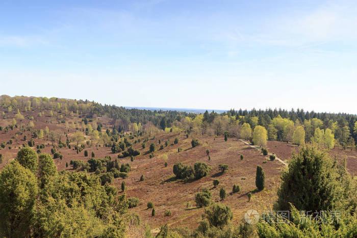 heathland 全景视图对 totengrund 在 luneburg 荒地在德国 wilsede