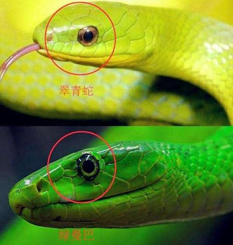 黑曼巴的兄弟,速度最快的青蛇,认识白素贞不?