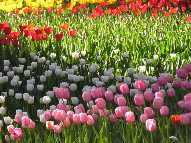 春天的花朵28-郁金香之2