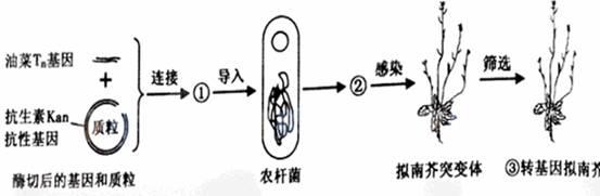 拟南芥是遗传学研究的模式植物,某突变体可用于验证相关的基因的功能