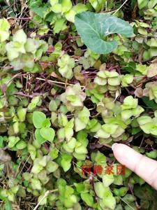铺地锦竹草 翠玲珑 鸭跖草科垂吊植物 小叶吊竹梅