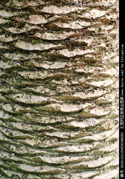 [正版商业] 铁树 粗糙树皮