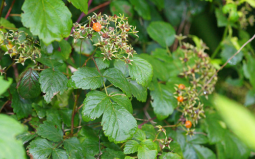中药倒生根的图片特征及其药用价值介绍
