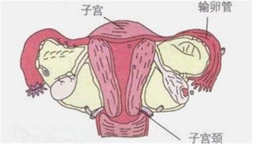 神奇的子宫:怀孕产后变化惊人