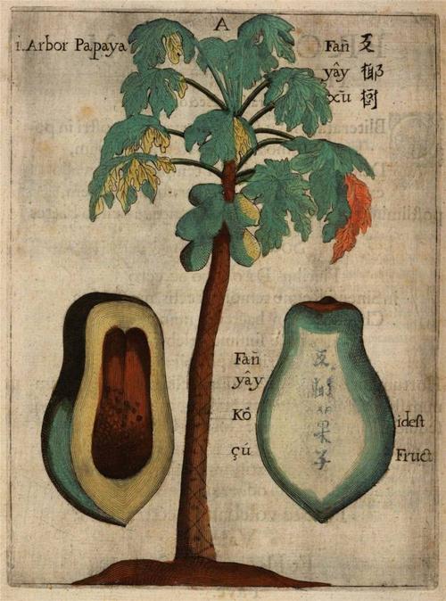 厉害了!谁能认出《中国植物志》里的这些植物?