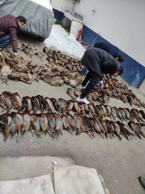 触目惊心略阳一越野车内查获304只死亡野鸡