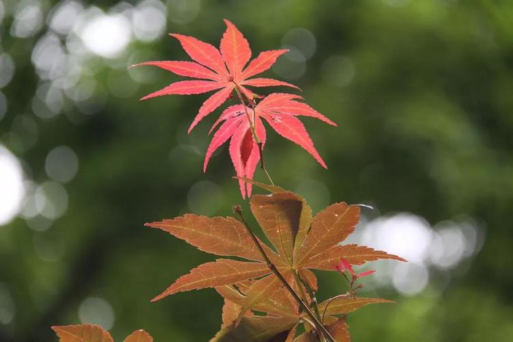 可以看出,池塘边的枫树枝头己开始变色.