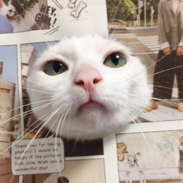 云梓/可爱猫咪情侣头像和喜欢的人在一起就是养生