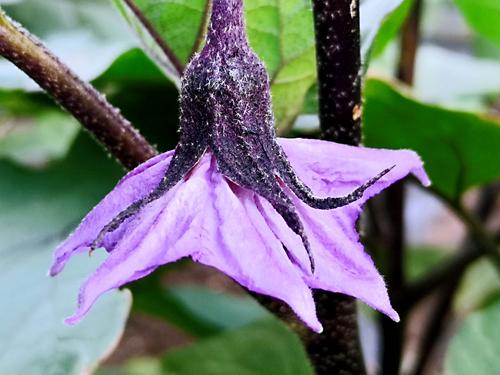 茄子花