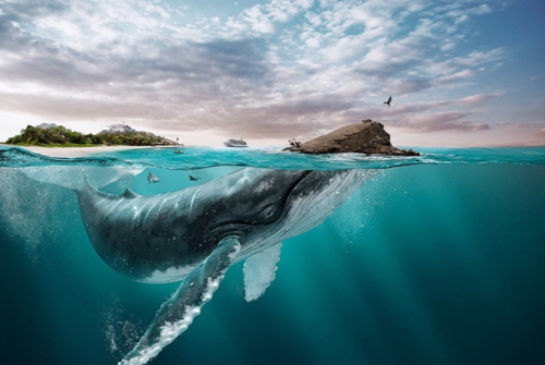 photoshop制作海洋动物保护类公益海报