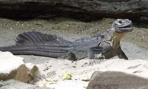 云洁更是止不住地干呕,但是怕惊扰到这些巨型食人蜥蜴,牙齿死死地咬着