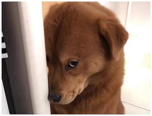 狗狗藏鞋子被男子罚站,刚准备说教一下它,低头一看顿时笑喷了!