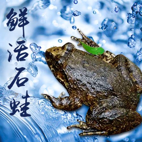 广西蒙山特产公石蛙苗活体刺胸蛙石鸡妇孺月子补品山蚂拐石冻包邮
