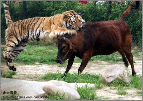 残忍的虎牛相搏实录