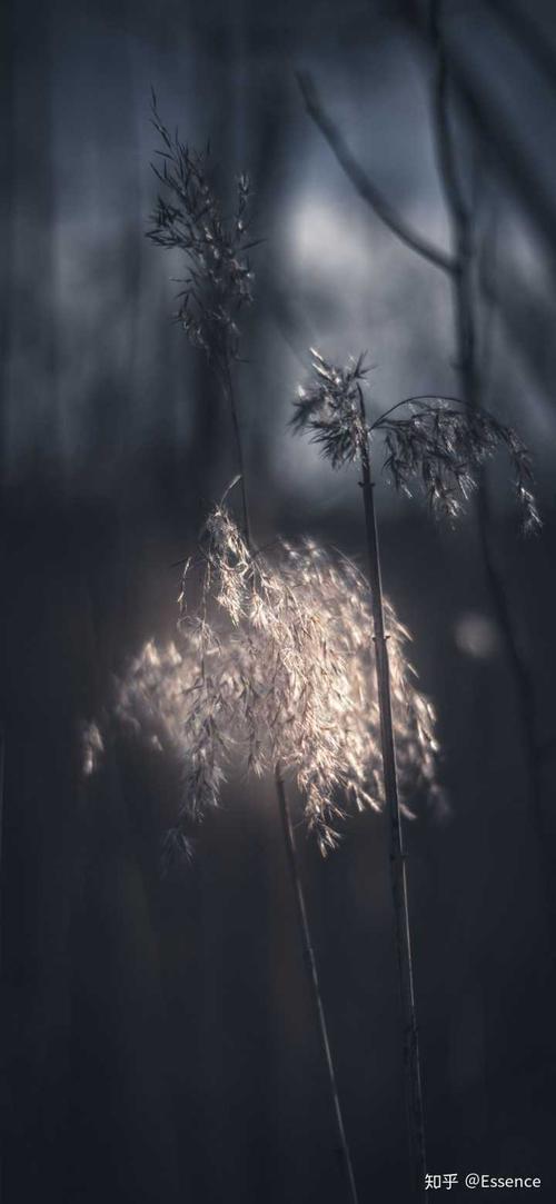 有没有看起来很压抑孤独的全面屏手机壁纸可以推荐的吗?