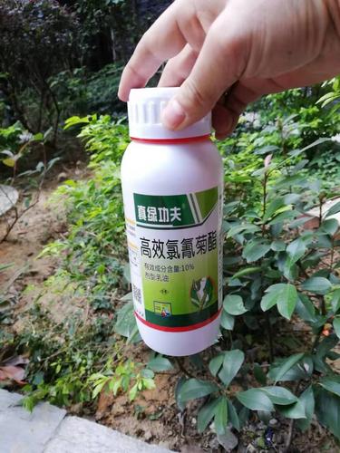 果树农药杀虫剂10%高效氯氰菊酯 蚜虫食心虫卷叶蛾刺蛾