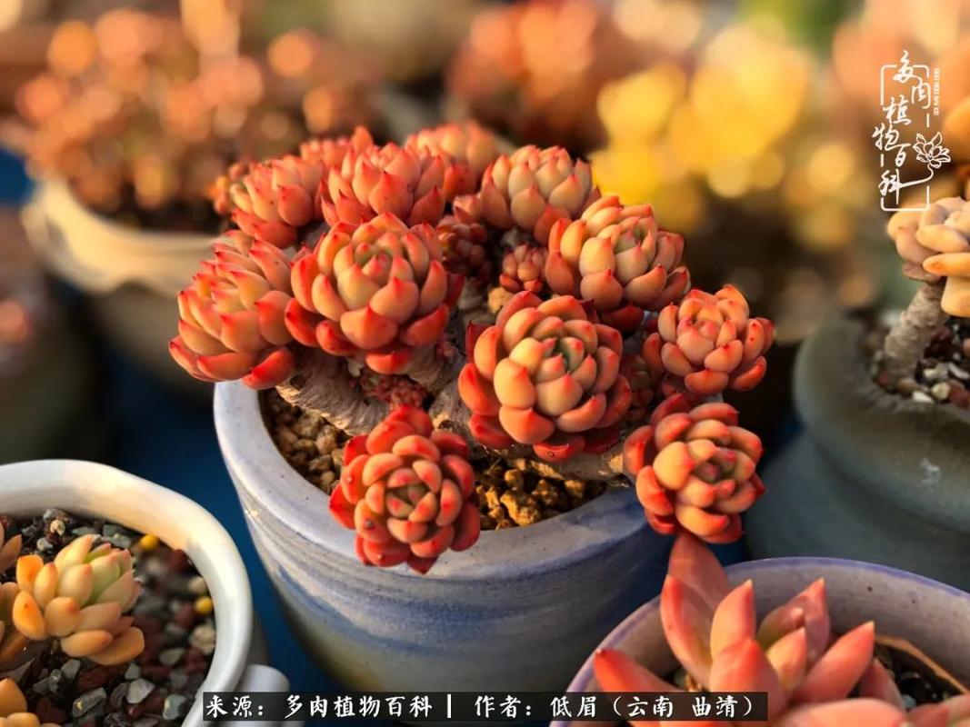 对多肉的爱,足够深情,你的生活,也就足够美丽和精彩!
