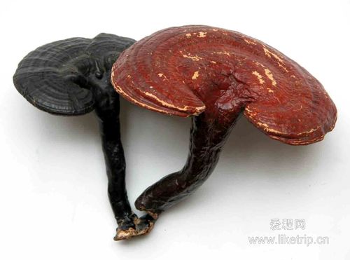 这个是不是灵芝?
