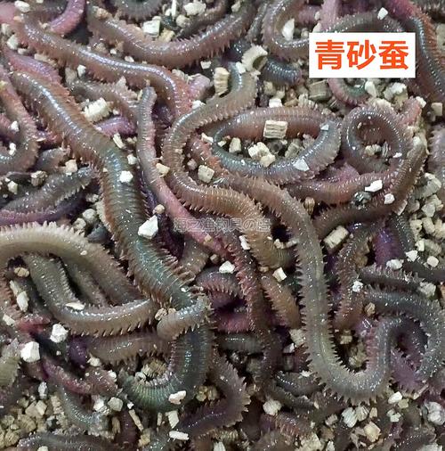 海钓沙蚕半干海蜈蚣海蚯蚓活海蚕腌管虫肉蛆梭鲻黑黄鱼新款秘制饵