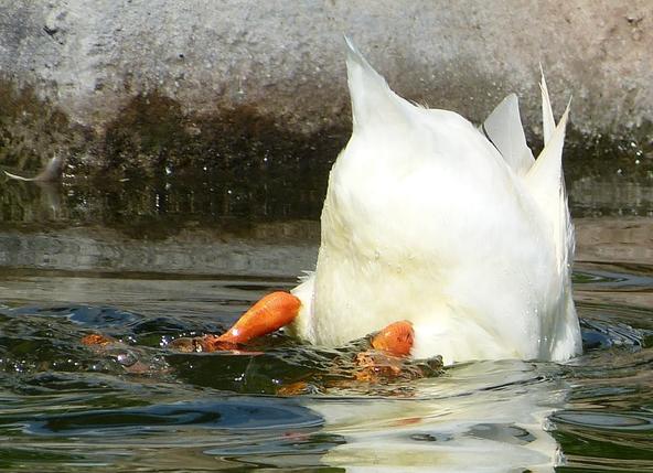 河鸭属的鸭子们游泳时身体多半都在水面上,无法潜水,在水里觅食时