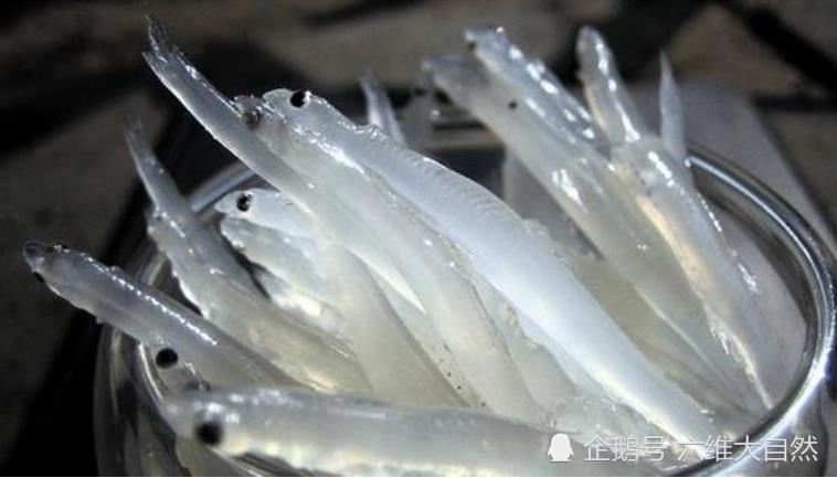 一种常见的银鱼,在水中色泽如银般透明,被捕捉上来会慢慢变白