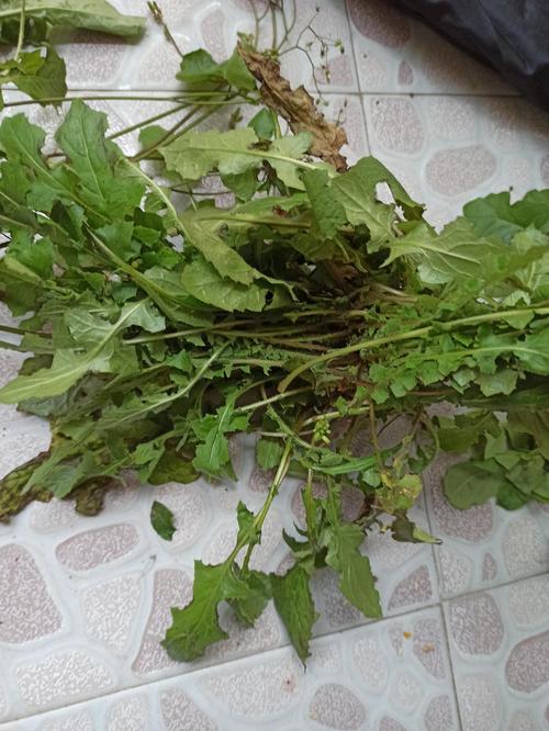 请问那个是荠菜啊