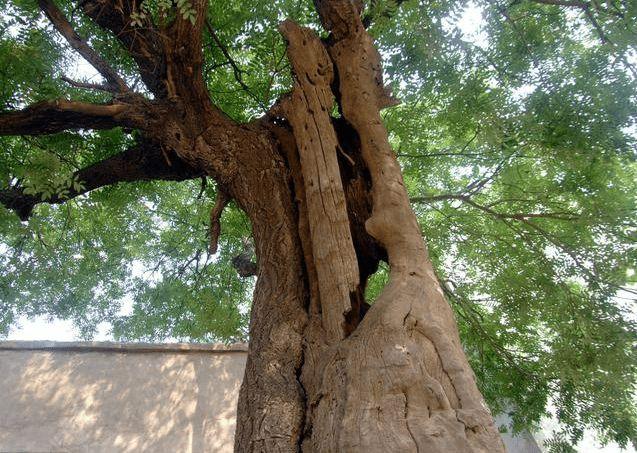 古槐树庇护村民千年乞丐心术不正偷其树皮去卖钱却意外丧命