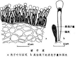 裙带菜