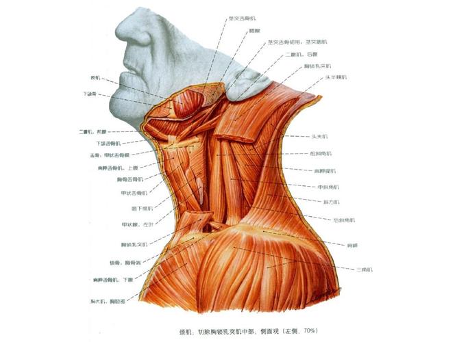 人体断层解剖学-颈部ppt