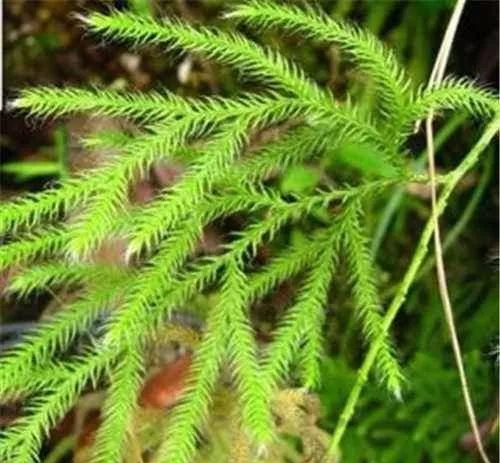 它是腿抽筋的克星,肝囊肿的杀手锏(小伸筋草)