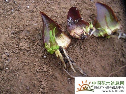 百合鳞片繁殖方法