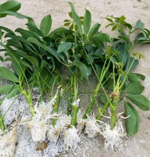 鹅掌柴怎么修剪鹅掌柴的扦插方法和注意事项