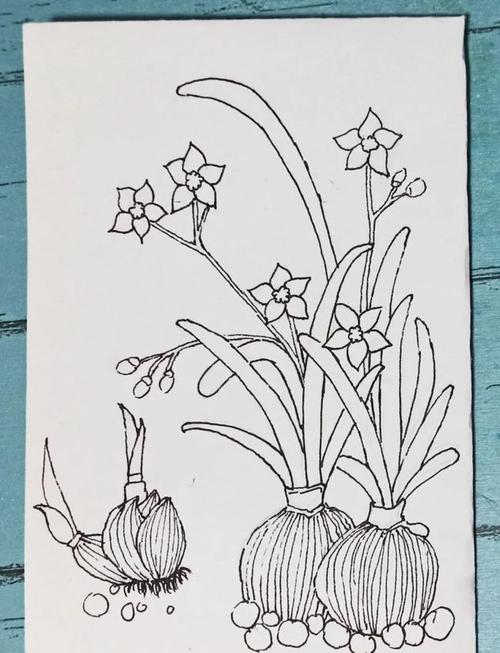 简笔线描水仙花的技法