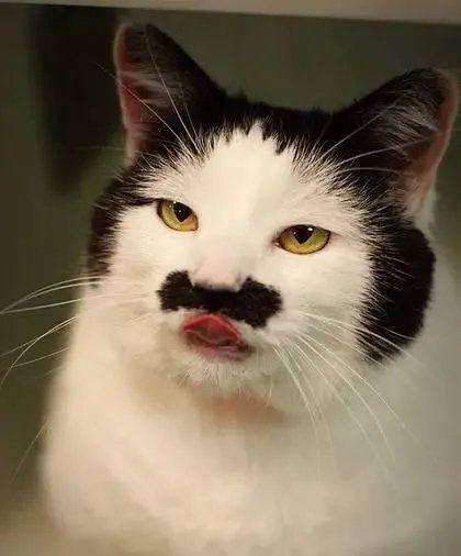 颜值不够,智商偏低,性格酷似哈士奇,为啥奶牛猫依旧惹