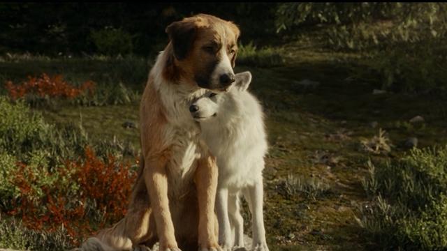 我以为《忠犬八公》之后,再没有电影可以让我哭