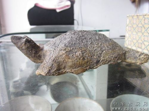乌龟化石一个 - 中华古玩网 - 古董收藏,古玩收藏,古玩鉴定,古玩专场