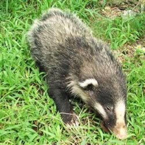 董宏升回到保护站找来蔺俊武副站长,两人一起去将猪獾抱回保护站院子