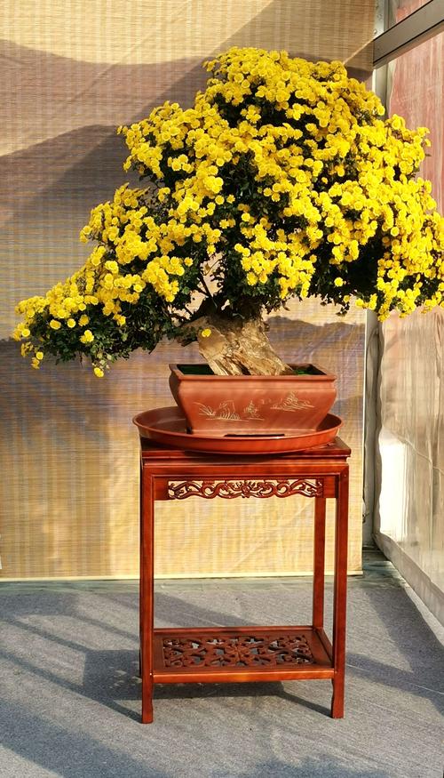 "枯木逢春"表现大自然的俊美;""原本盆景"又称"老桩盆景",栽培菊花